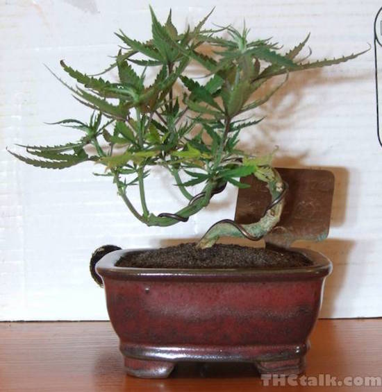 Shaped Marijuana plant in a Bonsai pot, photo by THCtalk.