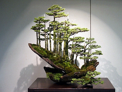Kimura's Cryptomeria Forest, Sakufuten 100301, Photo courtesy of Alan Walker, 05/11/07