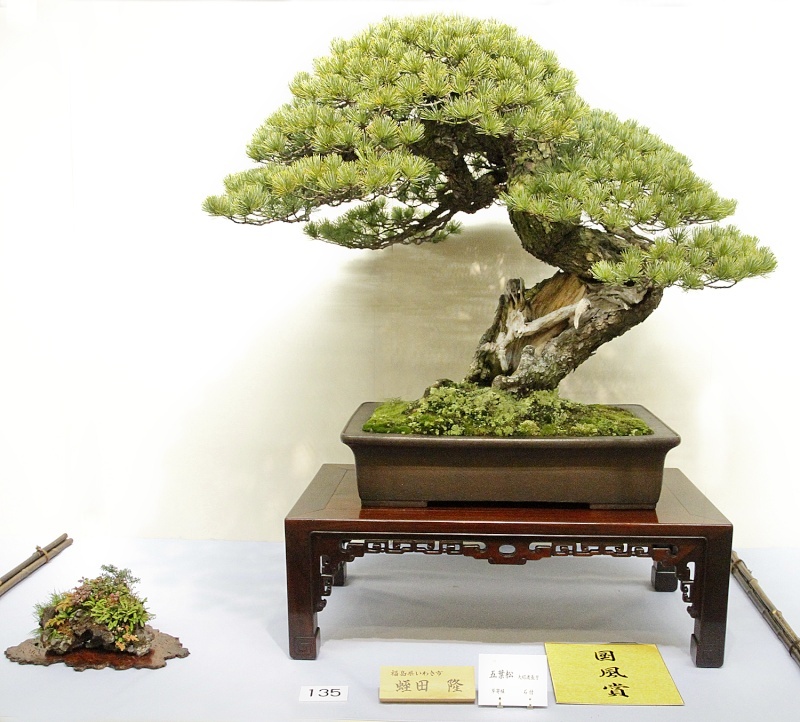 Japanese five-needle pine award winner at the 87th Kokufu ten, 2013, photo by Wm. N. Valavanis