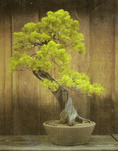 John Naka California Juniper cover of Bonsai, Dec 1973