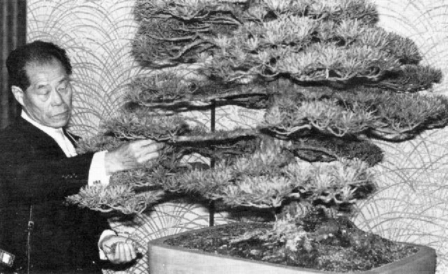 Shinji Ogasawara, BCI Bonsai, November/December 1986, pg. 19