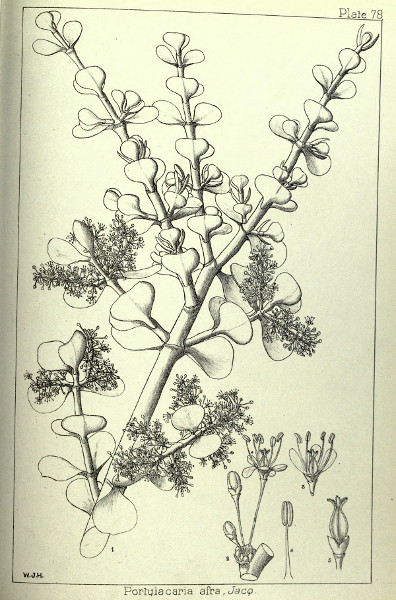 Portulacaria afra, 1899 in Wood and Evans' Natal
						Plants, Plate 78